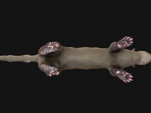 Weasel Ermine 3D Model