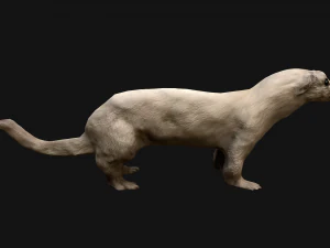 Weasel Ermine 3D Model