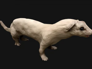 Weasel Ermine 3D Model