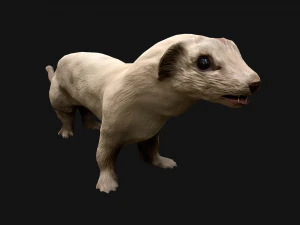 Weasel Ermine 3D Model