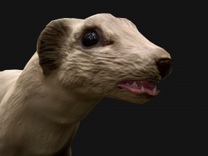 Weasel Ermine 3D Model
