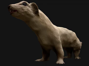 Weasel Ermine 3D Model