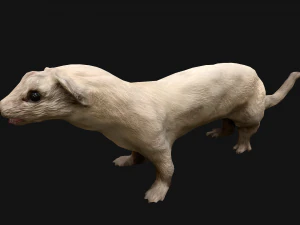 Weasel Ermine 3D Model