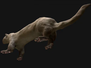 Weasel Ermine 3D Model