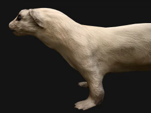 Weasel Ermine 3D Model