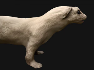 Weasel Ermine 3D Model