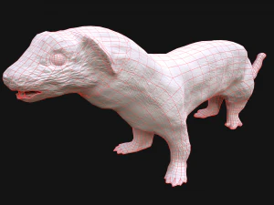 Weasel Ermine 3D Model