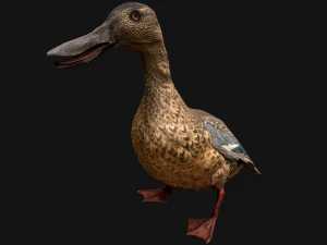 Duck Wild Bird 3D Model