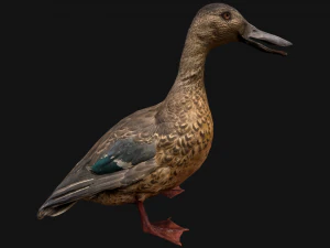 Duck Wild Bird 3D Model