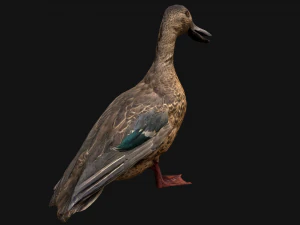 Duck Wild Bird 3D Model