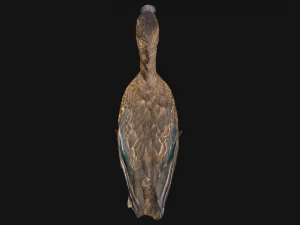 Duck Wild Bird 3D Model