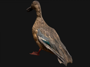 Duck Wild Bird Modèle 3D