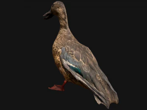 Duck Wild Bird 3D Model