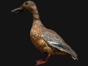 Duck Wild Bird 3D Model