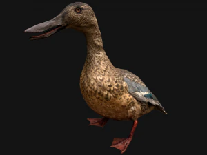 Duck Wild Bird 3D Model
