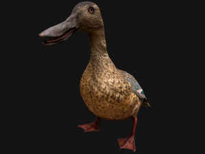 Duck Wild Bird Modèle 3D