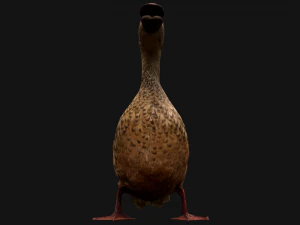 Duck Wild Bird 3D Model