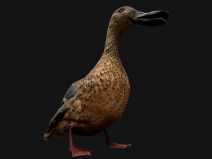 Duck Wild Bird Modèle 3D