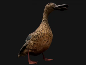 Duck Wild Bird 3D Model