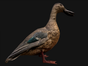 Duck Wild Bird Modèle 3D