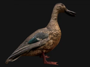 Duck Wild Bird 3D Model