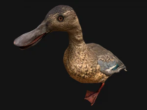 Duck Wild Bird 3D Model
