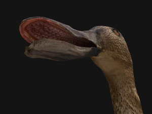 Duck Wild Bird 3D Model