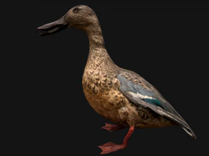 Duck Wild Bird 3D Model