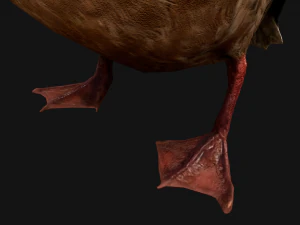 Duck Wild Bird 3D Model