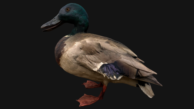 Mallard Duck Bird Model 3D .c4d .max .obj .3ds .fbx .stl .blend 
