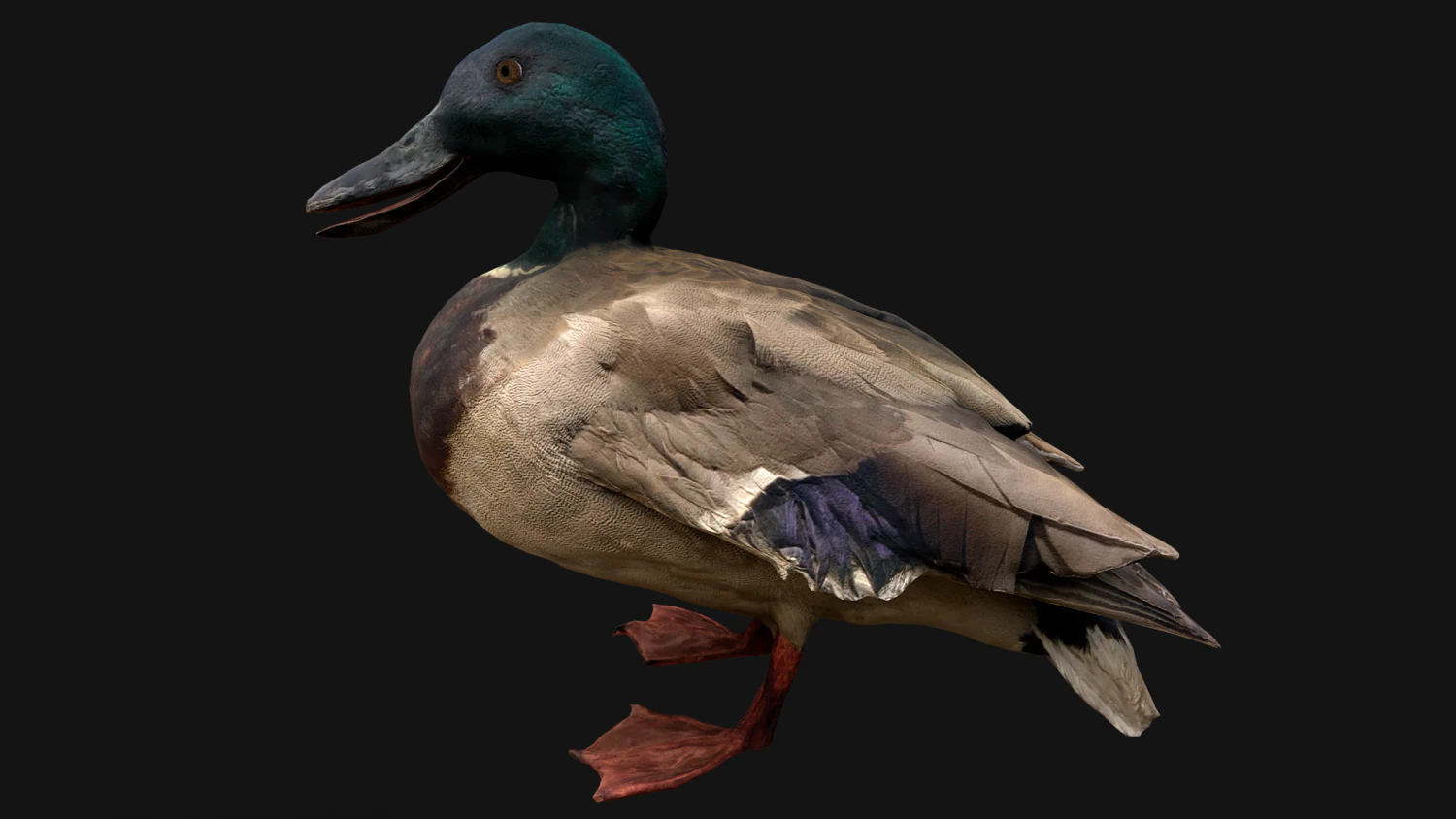 Mallard Duck Bird 3D Model .c4d .max .obj .3ds .fbx .stl .blend