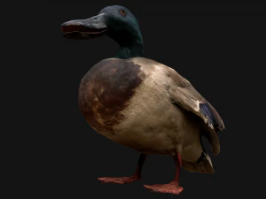 Mallard Duck Bird 3D Model