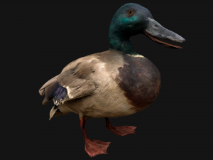 Mallard Duck Bird Model 3D
