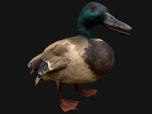 Mallard Duck Bird 3D Model