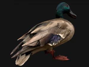 Mallard Duck Bird 3D Model