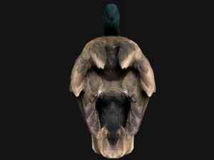 Mallard Duck Bird 3D Model