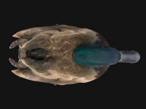 Mallard Duck Bird 3D Model