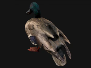 Mallard Duck Bird 3D Model
