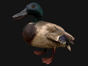 Mallard Duck Bird 3D Model