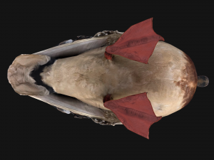 Mallard Duck Bird Model 3D