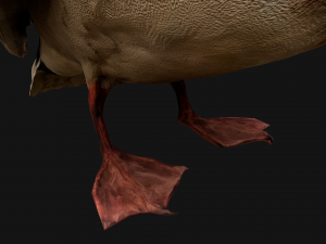 Mallard Duck Bird Model 3D