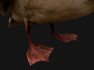Mallard Duck Bird 3D Model