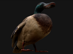 Mallard Duck Bird Model 3D