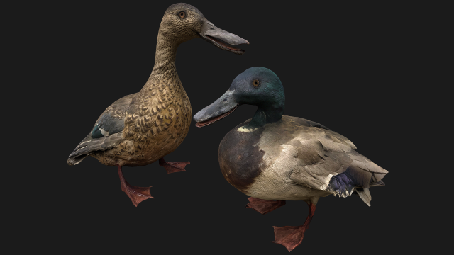 Duck Pack 3D Модель .c4d .max .obj .3ds .fbx .stl .blend 