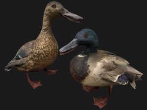 Duck Pack 3D Model