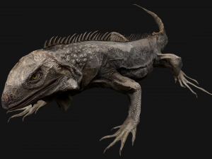 Iguana Reptile Animated Model 3D