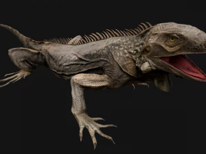 Iguana Reptile Animated 3D Model