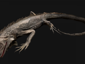 Iguana Reptile Animated 3D Модель