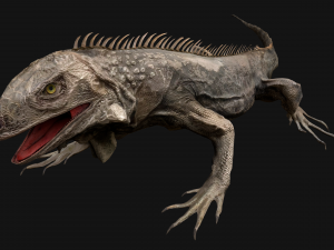 Iguana Reptile Animated 3D Модель