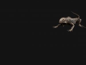 Iguana Reptile Animated 3D Модель